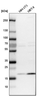 TMEM199 Antibody in Western Blot (WB)