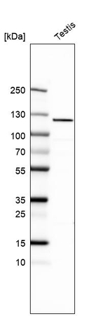 TTLL4 Antibody in Western Blot (WB)