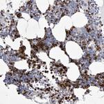 SIGLEC10 Polyclonal Antibody