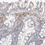 SIGLEC10 Antibody in Immunohistochemistry (Paraffin) (IHC (P))