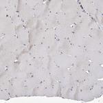 SIGLEC10 Antibody in Immunohistochemistry (Paraffin) (IHC (P))