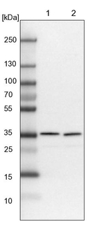 PDCL3 Antibody in Western Blot (WB)