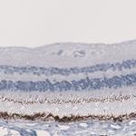 EYS Antibody in Immunohistochemistry (Paraffin) (IHC (P))