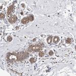MTFR1L Antibody in Immunohistochemistry (IHC)