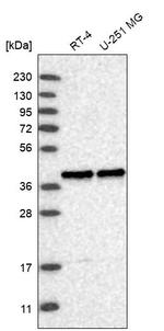 MTFR1L Antibody in Western Blot (WB)
