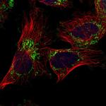 MTFR1L Polyclonal Antibody