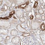 MTFR1L Antibody in Immunohistochemistry (IHC)