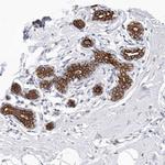 MTFR1L Antibody in Immunohistochemistry (IHC)