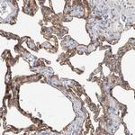 MTFR1L Antibody in Immunohistochemistry (IHC)
