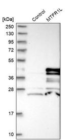 MTFR1L Antibody in Western Blot (WB)