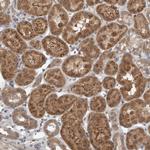 SCP2 Antibody in Immunohistochemistry (Paraffin) (IHC (P))