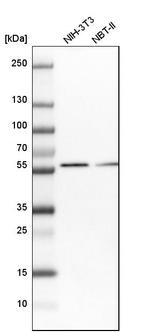 SCP2 Antibody in Western Blot (WB)