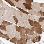 SYDE2 Polyclonal Antibody