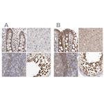 RALGPS2 Antibody in Immunohistochemistry (IHC)