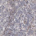 RALGPS2 Antibody in Immunohistochemistry (IHC)