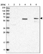 RALGPS2 Antibody in Western Blot (WB)