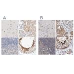 SPATA20 Antibody in Immunohistochemistry (IHC)