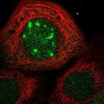 CDCA7L Polyclonal Antibody