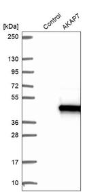AKAP7 Antibody in Western Blot (WB)