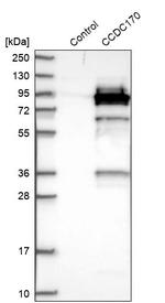 C6orf97 Antibody in Western Blot (WB)