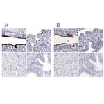 CCDC181 Antibody in Immunohistochemistry (IHC)