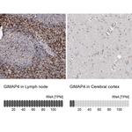 GIMAP4 Antibody