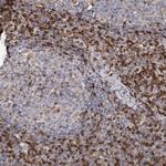 GIMAP4 Antibody in Immunohistochemistry (IHC)