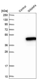 GIMAP4 Antibody in Western Blot (WB)