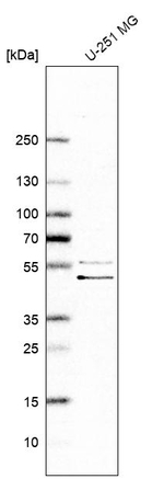 GORAB Antibody in Western Blot (WB)