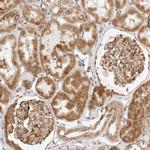 GORAB Antibody in Immunohistochemistry (IHC)