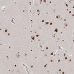 CXorf23 Antibody in Immunohistochemistry (Paraffin) (IHC (P))