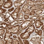 DCAF8 Antibody in Immunohistochemistry (Paraffin) (IHC (P))