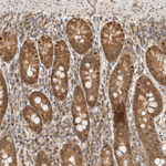 DCAF8 Antibody in Immunohistochemistry (Paraffin) (IHC (P))