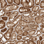 DCAF8 Antibody in Immunohistochemistry (Paraffin) (IHC (P))