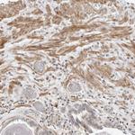 STXBP3 Polyclonal Antibody