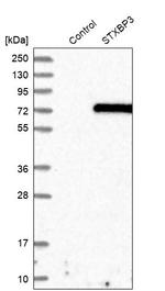 STXBP3 Antibody in Western Blot (WB)
