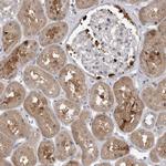 UBE3D Antibody in Immunohistochemistry (Paraffin) (IHC (P))