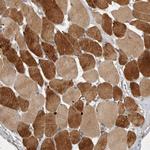 UBE3D Antibody in Immunohistochemistry (Paraffin) (IHC (P))