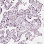 ERICH5 Antibody in Immunohistochemistry (Paraffin) (IHC (P))