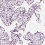 ERICH5 Antibody in Immunohistochemistry (IHC)