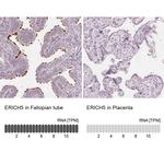ERICH5 Antibody