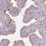 ERICH5 Antibody in Immunohistochemistry (IHC)