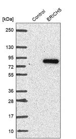 ERICH5 Antibody in Western Blot (WB)