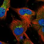 GORAB Polyclonal Antibody