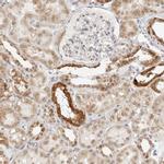 GORAB Antibody in Immunohistochemistry (IHC)