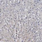 TESK2 Antibody in Immunohistochemistry (Paraffin) (IHC (P))