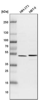 ADCK4 Antibody in Western Blot (WB)