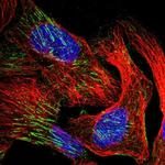 WDR47 Polyclonal Antibody