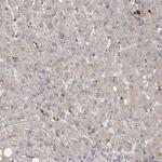 WDR47 Antibody in Immunohistochemistry (Paraffin) (IHC (P))