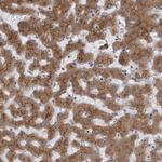 WDR47 Polyclonal Antibody